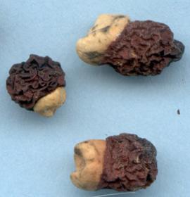 Seeds of I. hoogiana photo by Robert Pries.