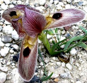 Iris sprengeri photo by Abdullah lafcı.