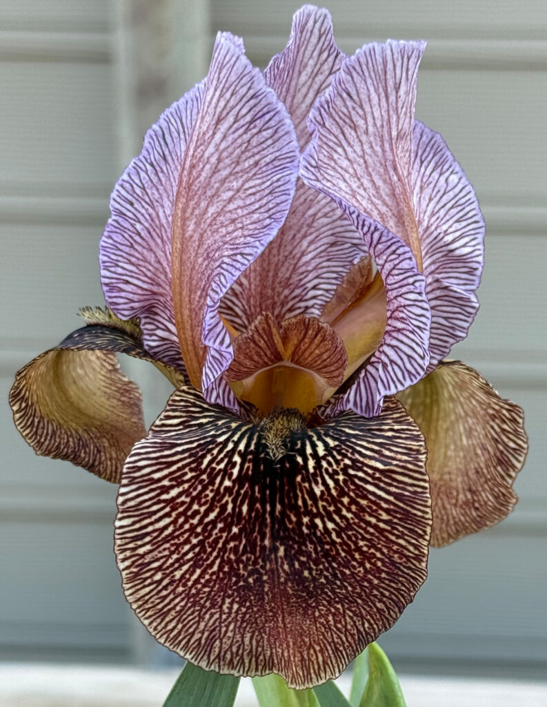 'Chihuahua Dusk'